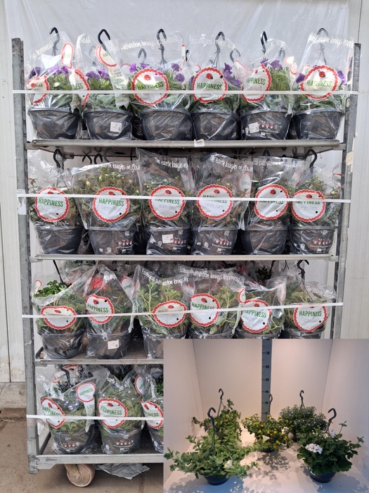 <h4>PERKPL MIXK</h4>