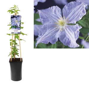 Clematis 'Blue Angel' +light label