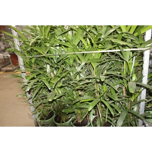 PALMEIRA RAPHIS P24