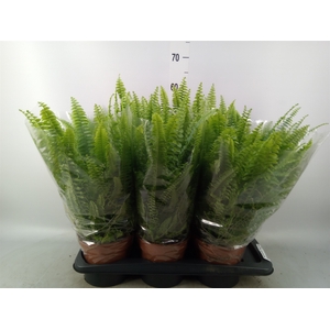 Nephrolepis exal. 'Green Lady'