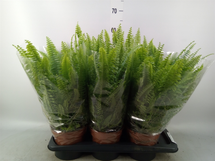 <h4>Nephrolepis exal. 'Green Lady'</h4>