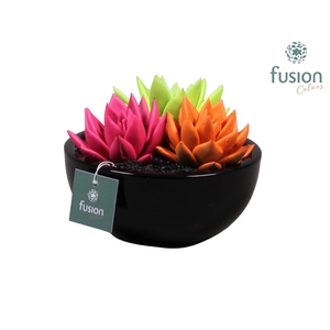 keramiek moonschaal met geverfde succulenten