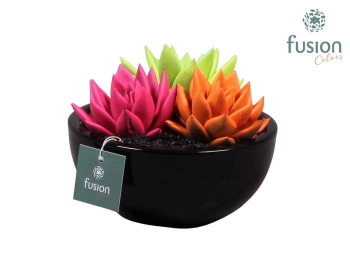 <h4>keramiek moonschaal met geverfde succulenten</h4>