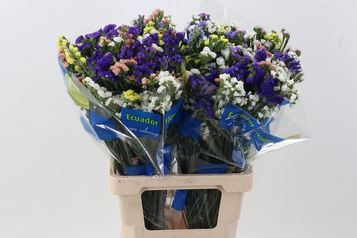 <h4>LIMONIUM SINUATUM   ...MIX LIM S RA</h4>