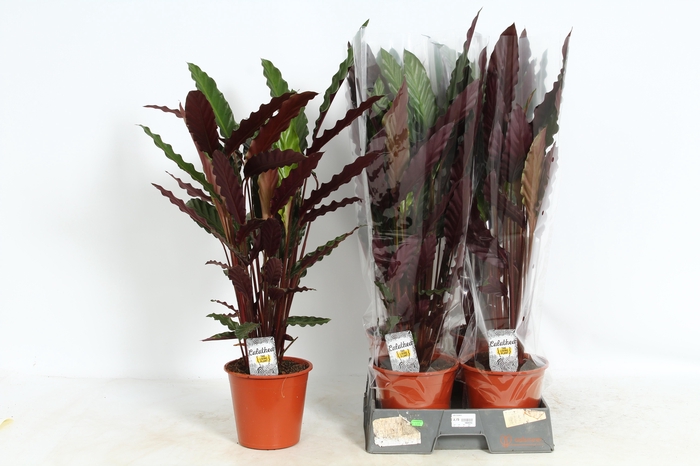 <h4>CALAT RUF WAVESTAR</h4>