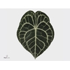 Anthurium Clarinervium X12