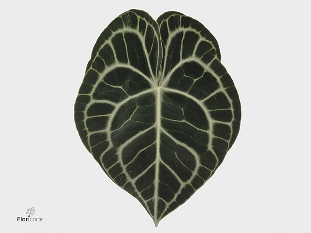 Anthurium Clarinervium X12