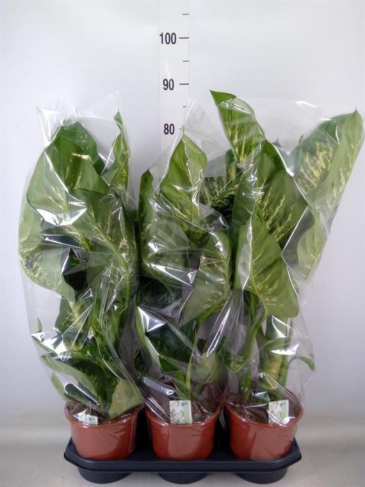<h4>Dieffenbachia seg. 'Tropic Snow'</h4>