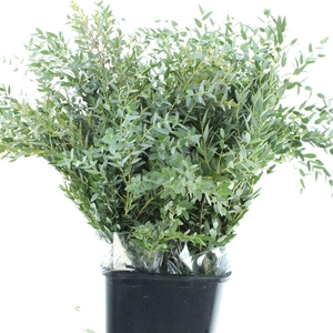 Euca Parvifolia 450 Gram