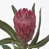 Protea Lancelot No Leaves