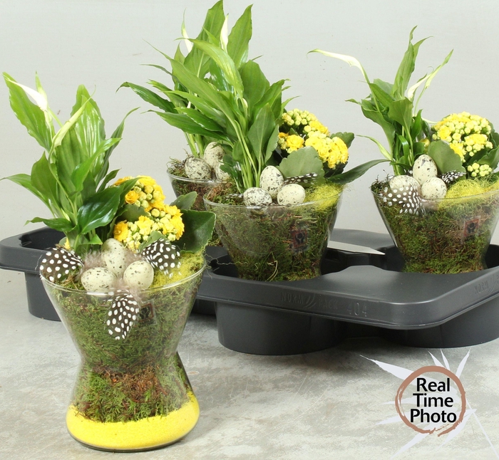 <h4>ARR KAMERPL</h4>