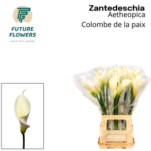 Zant Ae Colombe Paix
