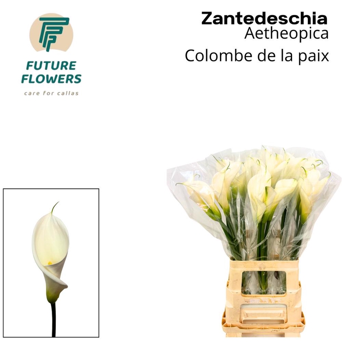<h4>ZANT AE COLOMBE PAIX</h4>
