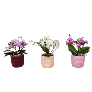 Phal. Multi vorm mix 