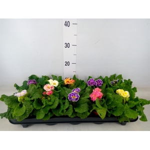 Primula ac. 'Sirococco'   ...mix