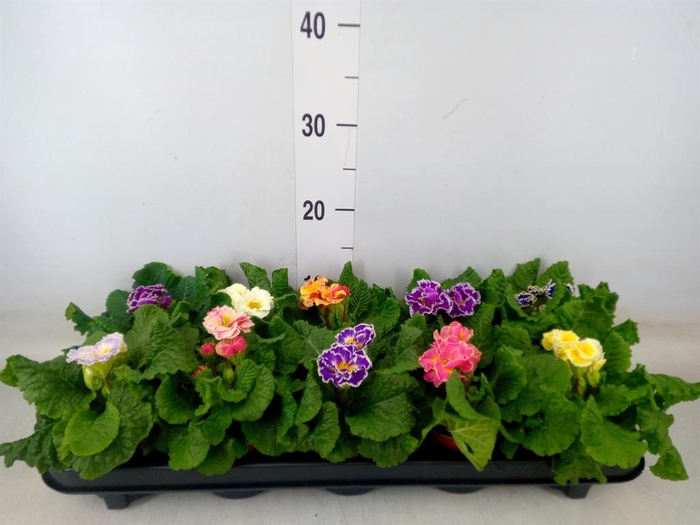 <h4>Primula ac. 'Sirococco'   ...mix</h4>