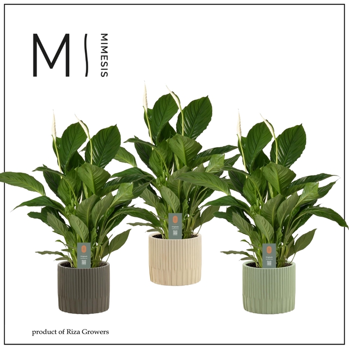 <h4>SPATH VIVALDI</h4>