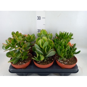 Crassula   ...mix