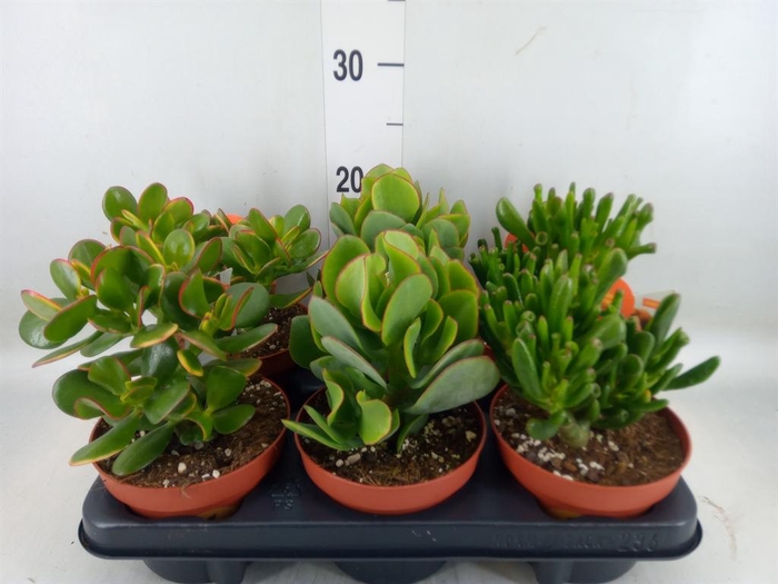 <h4>Crassula   ...mix</h4>