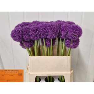 Allium Giganteum H&C Hoogeveen