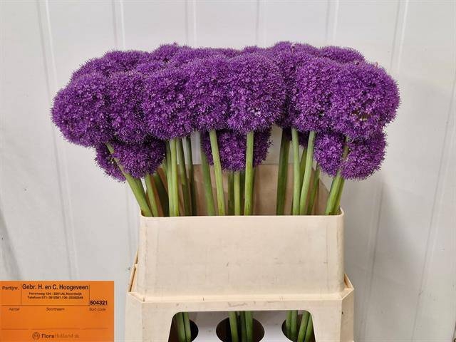 <h4>Allium Giganteum H&C Hoogeveen</h4>