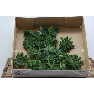 Echeveria Setosa Klein X20