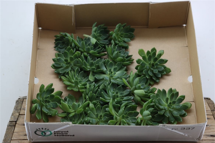 Echeveria Setosa Klein X20