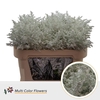 Solidago DYED White