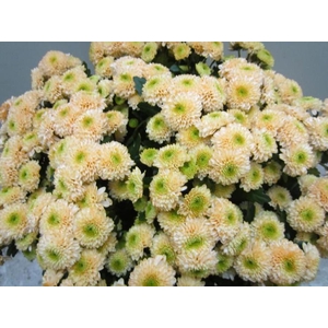 Chr San Ferry Sweet Zalm