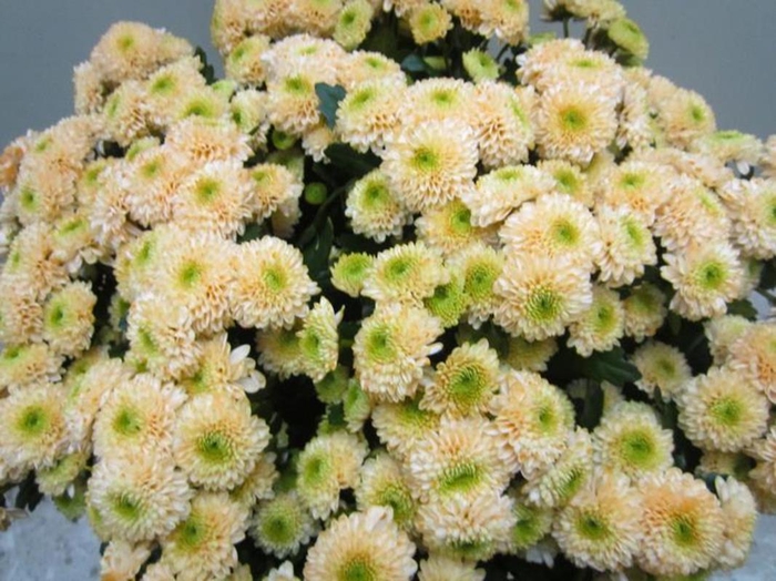 <h4>Chr San Ferry Sweet Zalm</h4>