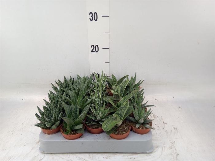 <h4>Aloe   ...mix</h4>