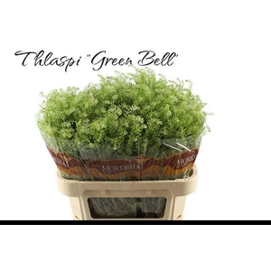 LEP RU GREEN BELL