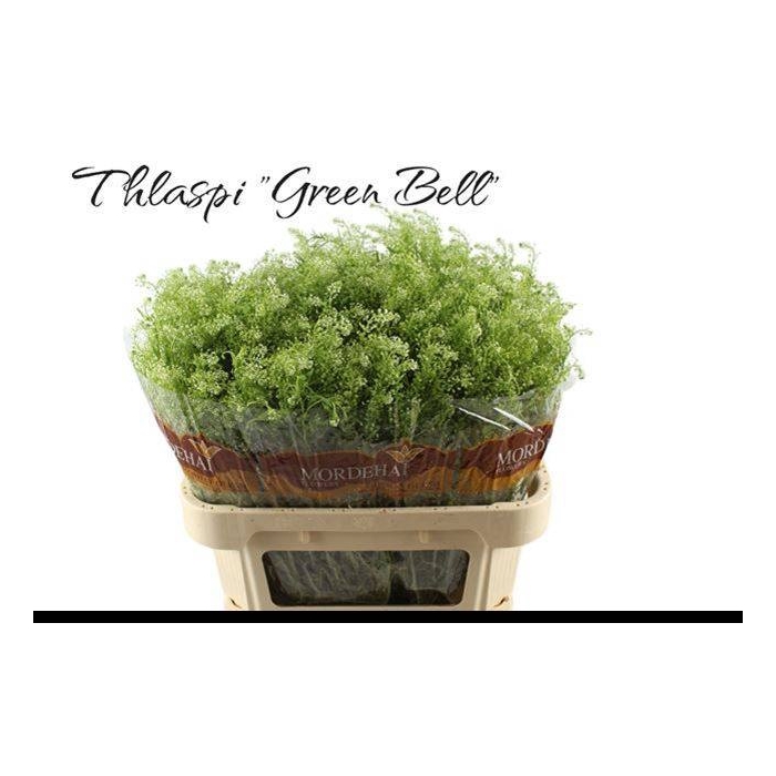 <h4>LEP RU GREEN BELL</h4>