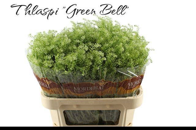 <h4>LEP RU GREEN BELL</h4>