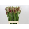 Nerine Mister Nick