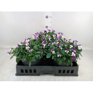 Viola corn. 'Evo Mini Pink Wing'