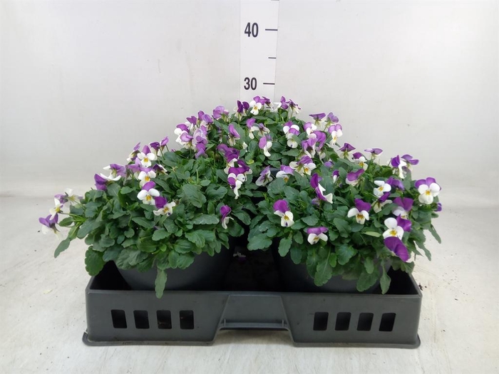 <h4>Viola corn. 'Evo Mini Pink Wing'</h4>