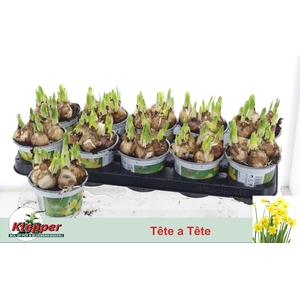 !! PROMO !! NARCISSUS TETE A TETE P12