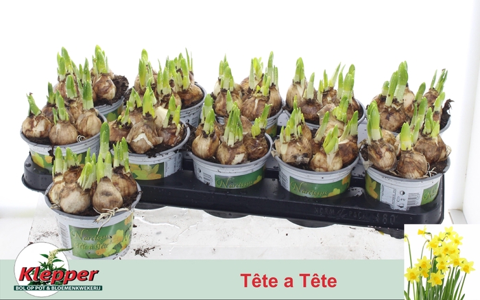 <h4>NARC O TETE A TETE</h4>