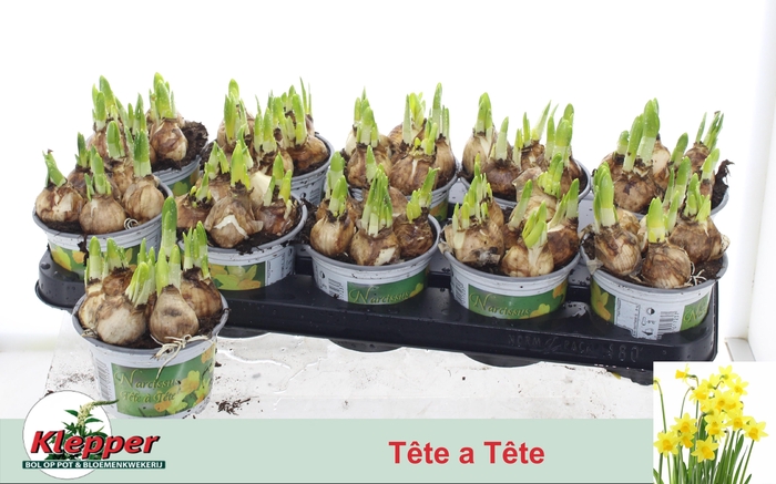 <h4>NARC O TETE A TETE</h4>