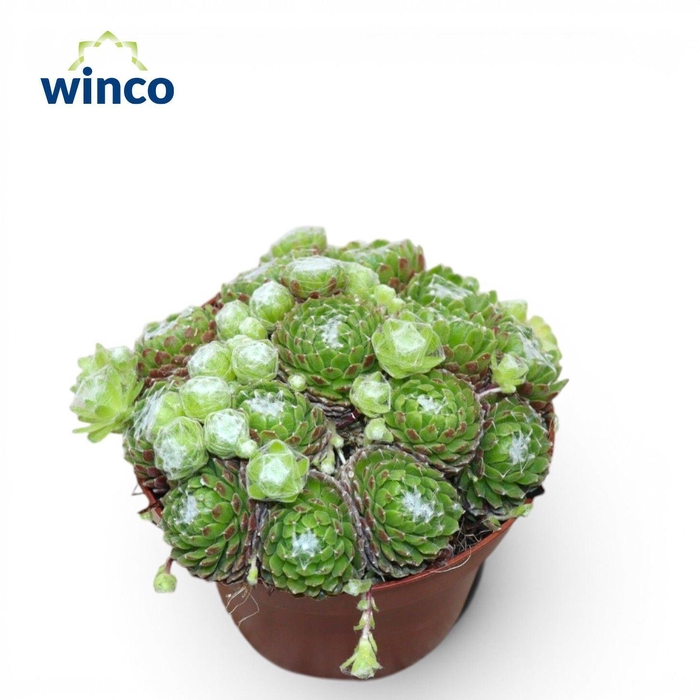 <h4>Sempervivum Arachnoidum</h4>