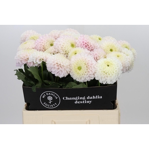 Dahlia Pink Pearl