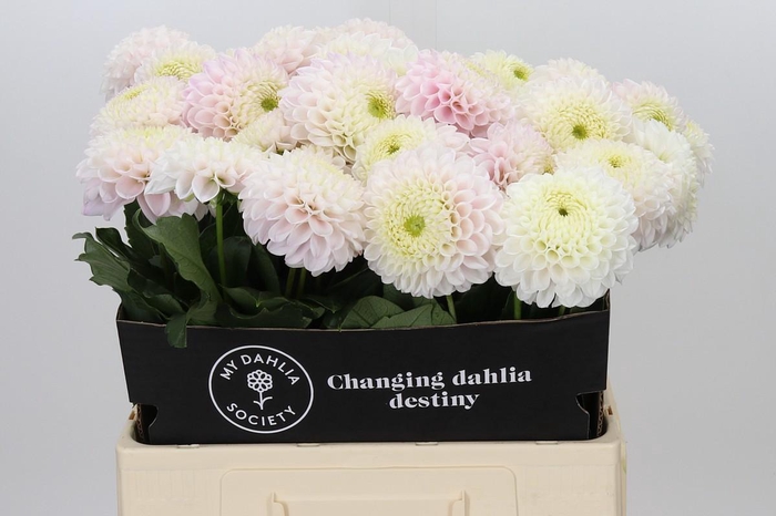 <h4>Dahlia Pink Pearl</h4>