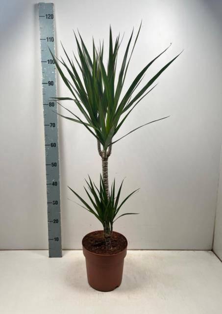 <h4>DRA MARGINATA</h4>