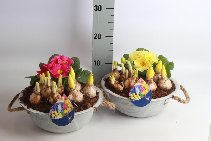 <h4>ARR TUINPLANTEN</h4>