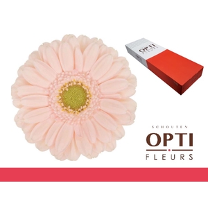 Germini Alix-Noor Doos