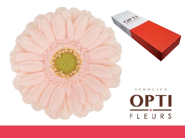 <h4>Germini Alix-Noor Doos</h4>