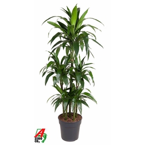 Dra Fr Janet Craig Carrousel