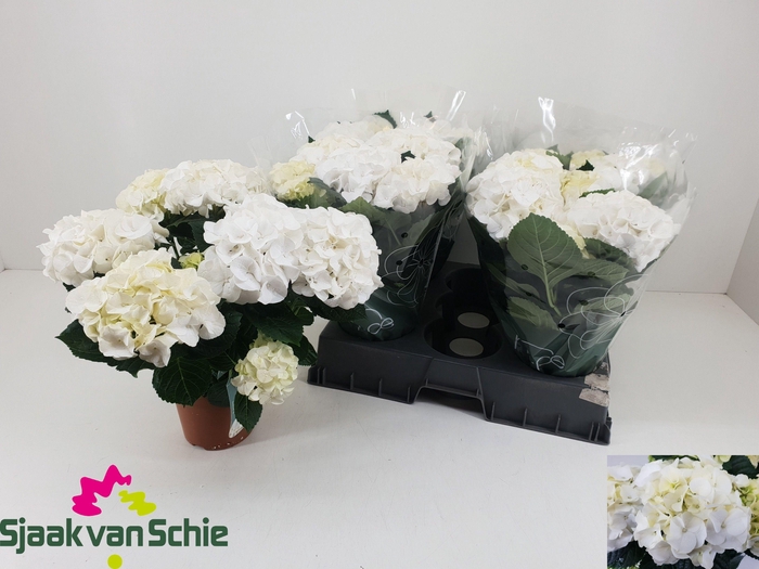 <h4>HYDR M HI ICE</h4>