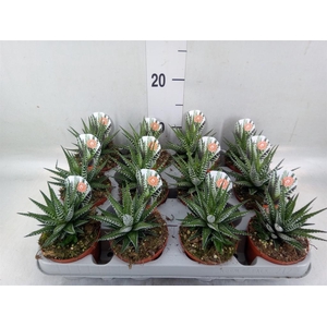 Haworthia fasciata 'Big Band'